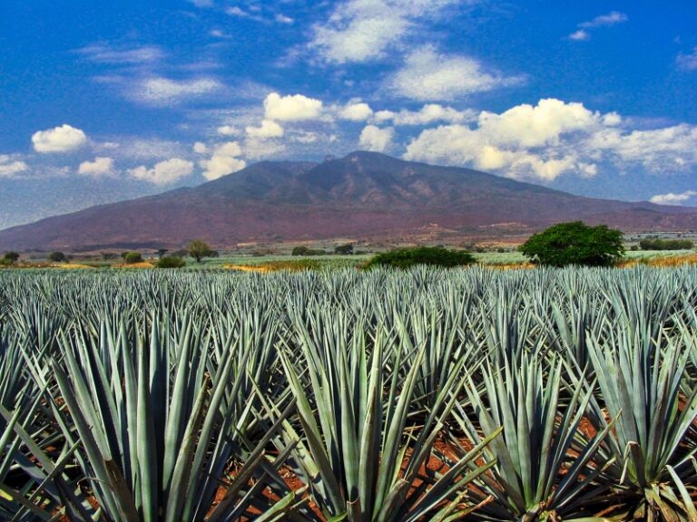 Highland vs. Lowland The Best Tequilas on Every Level